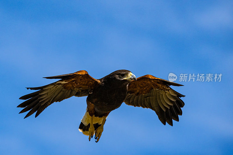 哈里斯鹰(Parabuteo unicinctus)，也被称为湾翼鹰、黑鹰和狼鹰。从美国西南部繁殖到智利、阿根廷中部和巴西的猛禽。索诺兰沙漠，亚利桑那州。